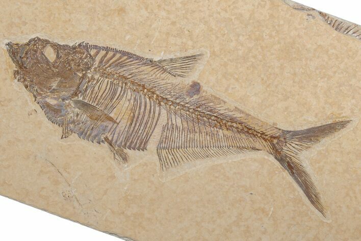Fossil Fish (Diplomystus) - Green River Formation #214124